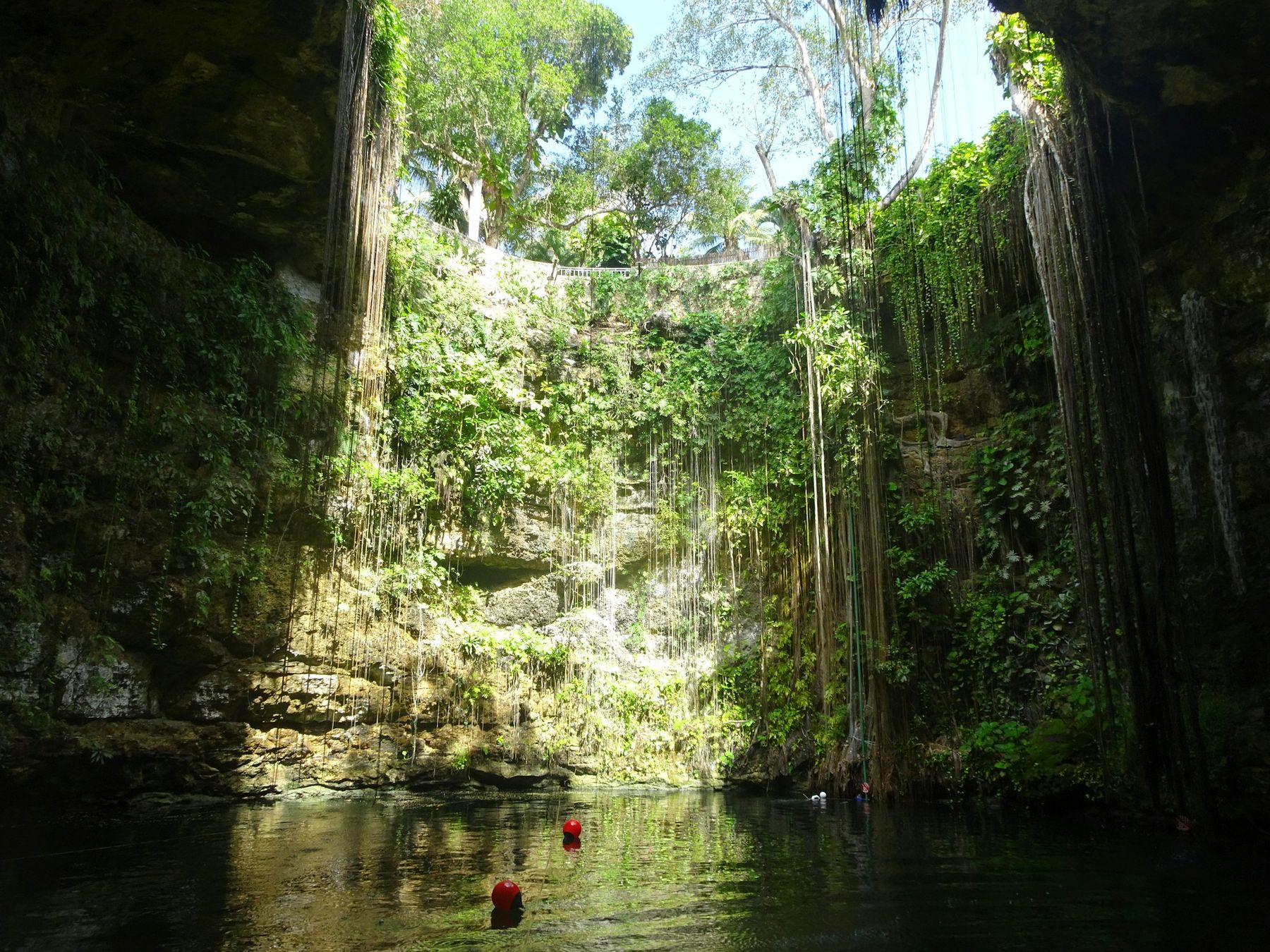 An open cenote, vines hanging from the rim down to still freshwater.