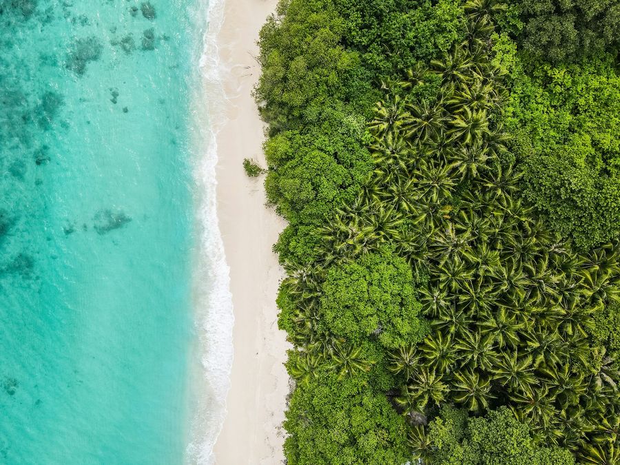 Palm forest meeting white sand from above.