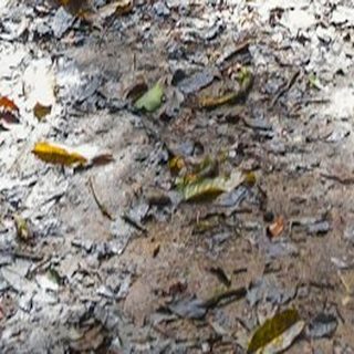 Limestone paving, pale and leaf-strewn.