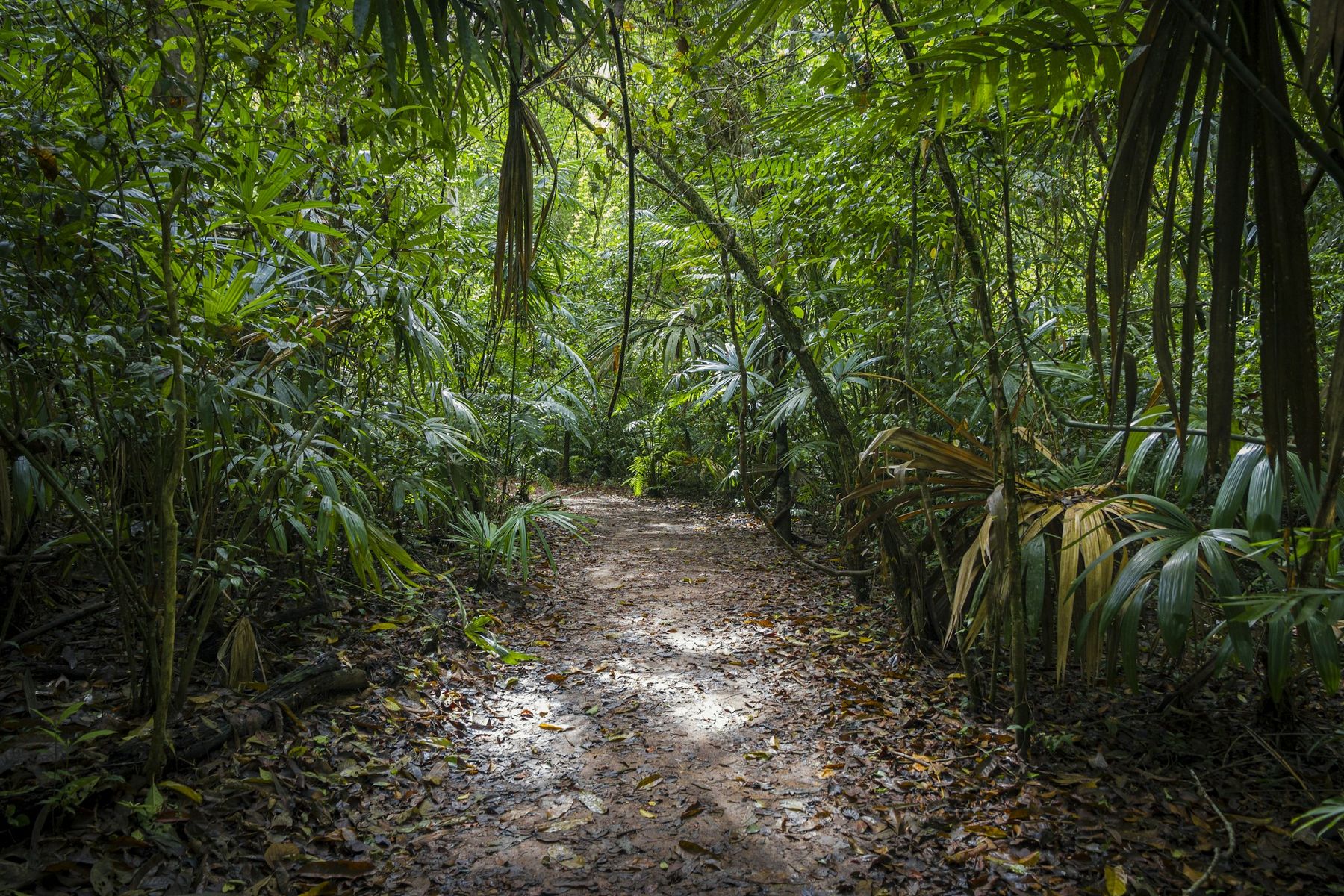 A limestone path running through dense jungle in dappled afternoon light.